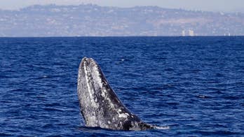 Solar storms might be causing gray whales to get lost