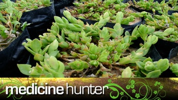 Sceletium, potent mood booster