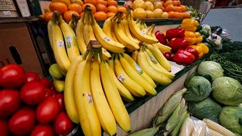 Scientists about to test 'super banana' on humans
