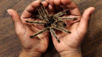Scientist says he can cure a spider phobia in a matter of minutes