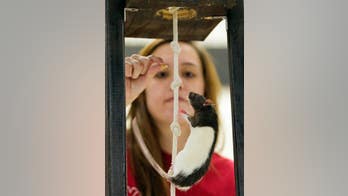 Scientists have created stoner rats