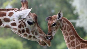 Scientists have figured out what sound a giraffe makes