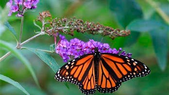 Scientists have revealed the monarch butterfly's secret to not getting lost