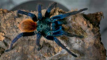 Scientists remain baffled by blue tarantulas
