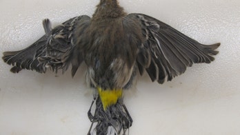 Emerging solar plants scorch birds in mid-air