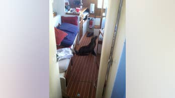 San Diego sea lion pup bunks with sailor on his yacht for a Mother's Day morning surprise