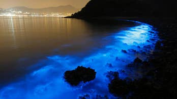 Beautiful, eerie fluorescent glow of Hong Kong seas indicates harmful algal bloom at work