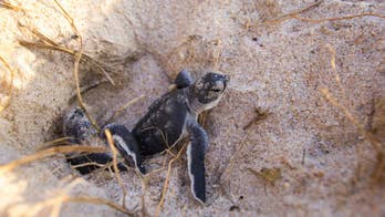Sea turtle hatchlings: How bright lights, smartphones, lure baby turtles to their deaths
