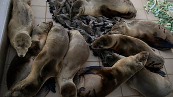 Hundreds of starving sea lion pups stranding on California beaches; rescue centers overwhelmed