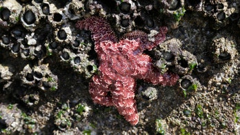 New sea star babies offer glimmer of hope for potential recovery amid mass deaths in Pacific