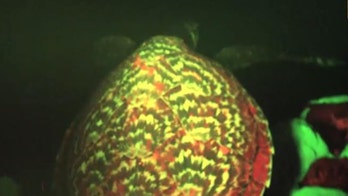 Scientists discover 'glowing' sea turtle