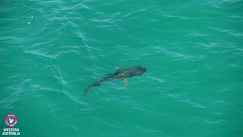 Sharks use Twitter to warn swimmers