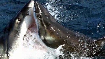 Shark attack: Great white attacks fellow shark