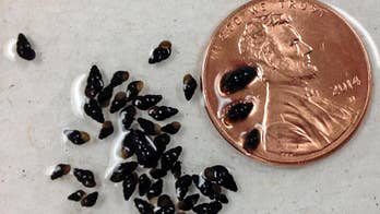 DNA tool helping biologists find elusive or invasive species