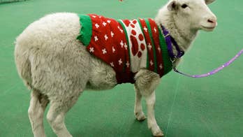 Sheep wearing red-and-green holiday sweater found wandering through Omaha neighborhood