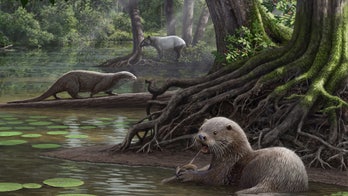 Prehistoric mammals wouldn't have messed with this huge otter