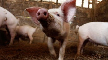 Ukrainian health official says 25 people killed by swine flu