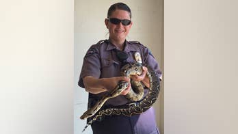 9-foot boa constrictor on the loose for 2 days after escaping cage is recaptured in Idaho