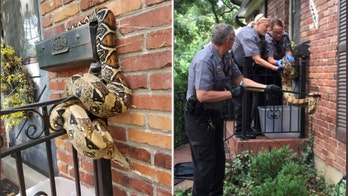 Kansas mail carrier surprised by red tail boa constrictor snaked around mailbox