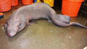 Rare ‘sofa shark’ stuns scientists