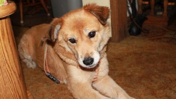 How Google Maps rescued a stray dog