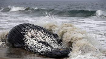 Southern California can't get rid of rotting 22-ton whale