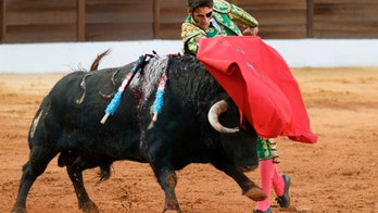 First bullfight in 2 years to take place in Majorca after Spanish court overturns ban
