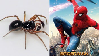 Spiders can use electricity to fly through the air like a real-life 'Spiderman'