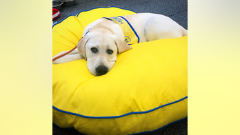 The Daily Spike: Does lying down make a dog loyal?