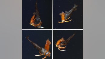 Epic undersea battle caught on video