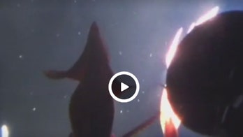 Jumbo squid attack submarine