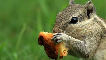 Squirrels prove it: Females do all the work, guys goof off