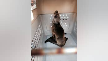 Emaciated sea lion rescued on San Francisco boulevard, hundreds of feet away from beach