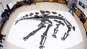 Rare Stegosaurus skeleton to debut at London museum