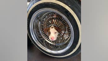 California firefighters use vegetable oil to free pit bull from auto wheel