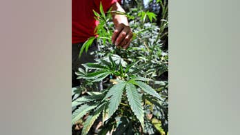 Study suggests marijuana could help against Alzheimer's