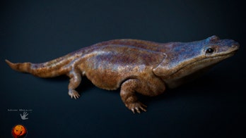 New species of prehistoric ‘super salamander’ discovered