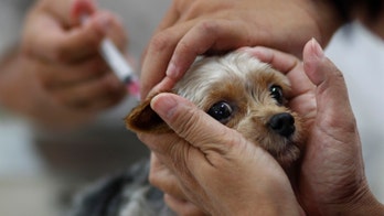 Taiwan orders more human vaccine as rabies returns