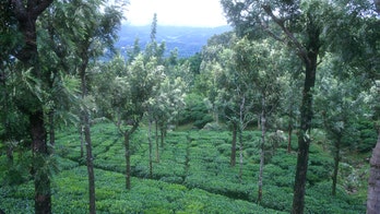 Green Tea, The Fitness Power Drink