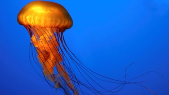 Hot water, not pee, eases jellyfish stings