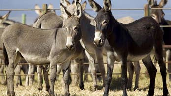 The planet's priciest cheese comes from donkeys