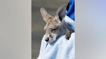 'Therapy kangaroo' booted from Wisconsin McDonald's