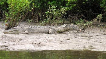 Danish man accidentally 'bodyslams' crocodile, lives to talk about it
