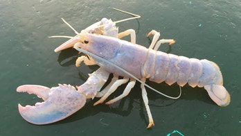 Maine fisherman catches rare 'ghost lobster'