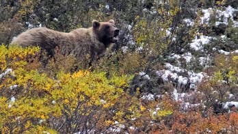 Alaska professor mauled by bear during mountaineering class