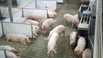 Visitors can see big agriculture on Indiana tour