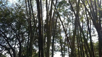 Serenity Now: Morikami Japanese Gardens in South Florida