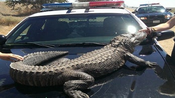 Alligator takes pit stop near California intersection