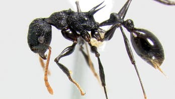 Woman accused of robbery dies after being tied to a tree infested with killer ants