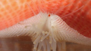 Starfish can see you … with their arm-eyes